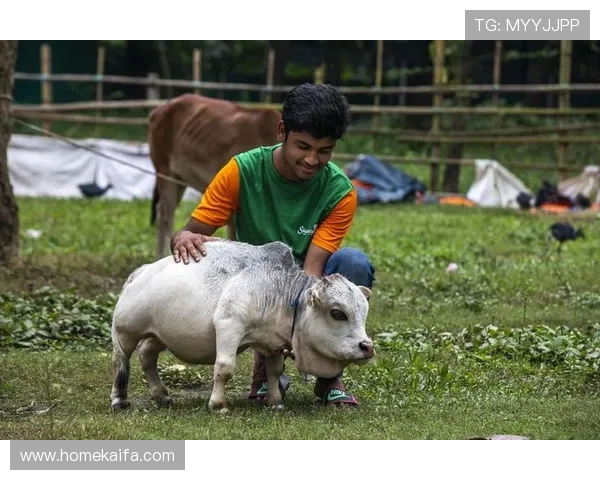 牛牛品种的多样性与选择指南：帮助养殖户选择适合的牛牛品种以提高养殖效益